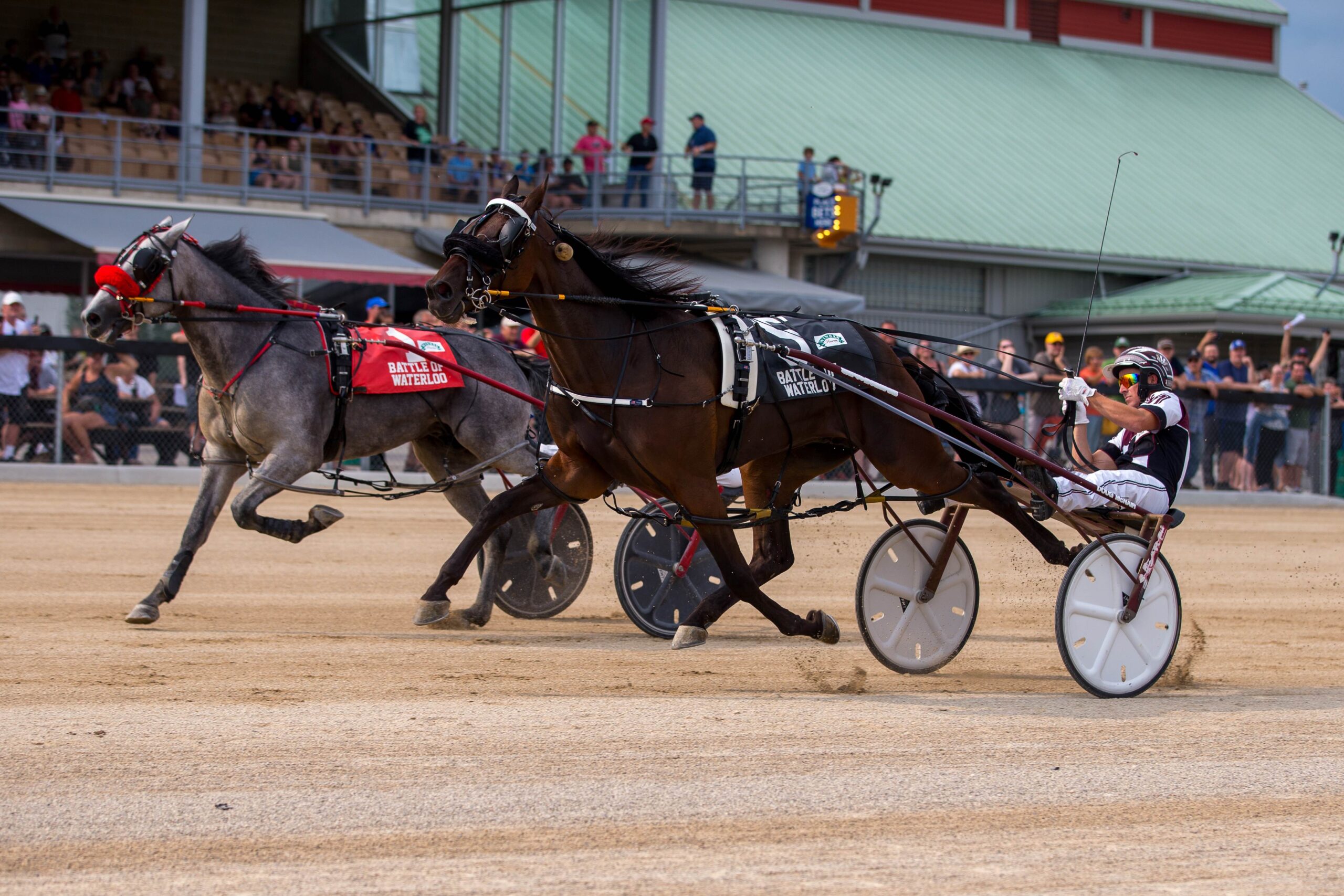 two horses with drivers racing while crowd cheers them on