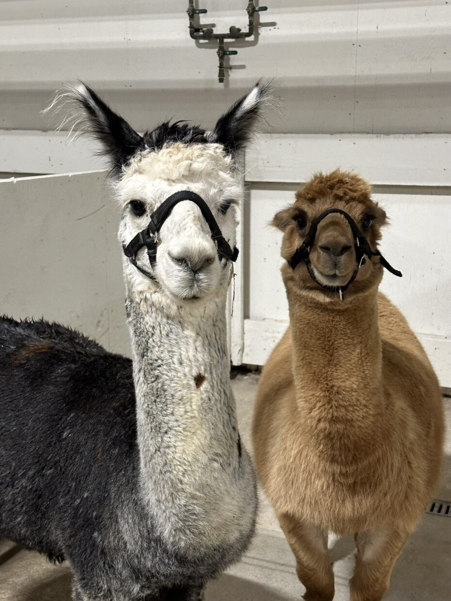 two llamas, white and black and brown